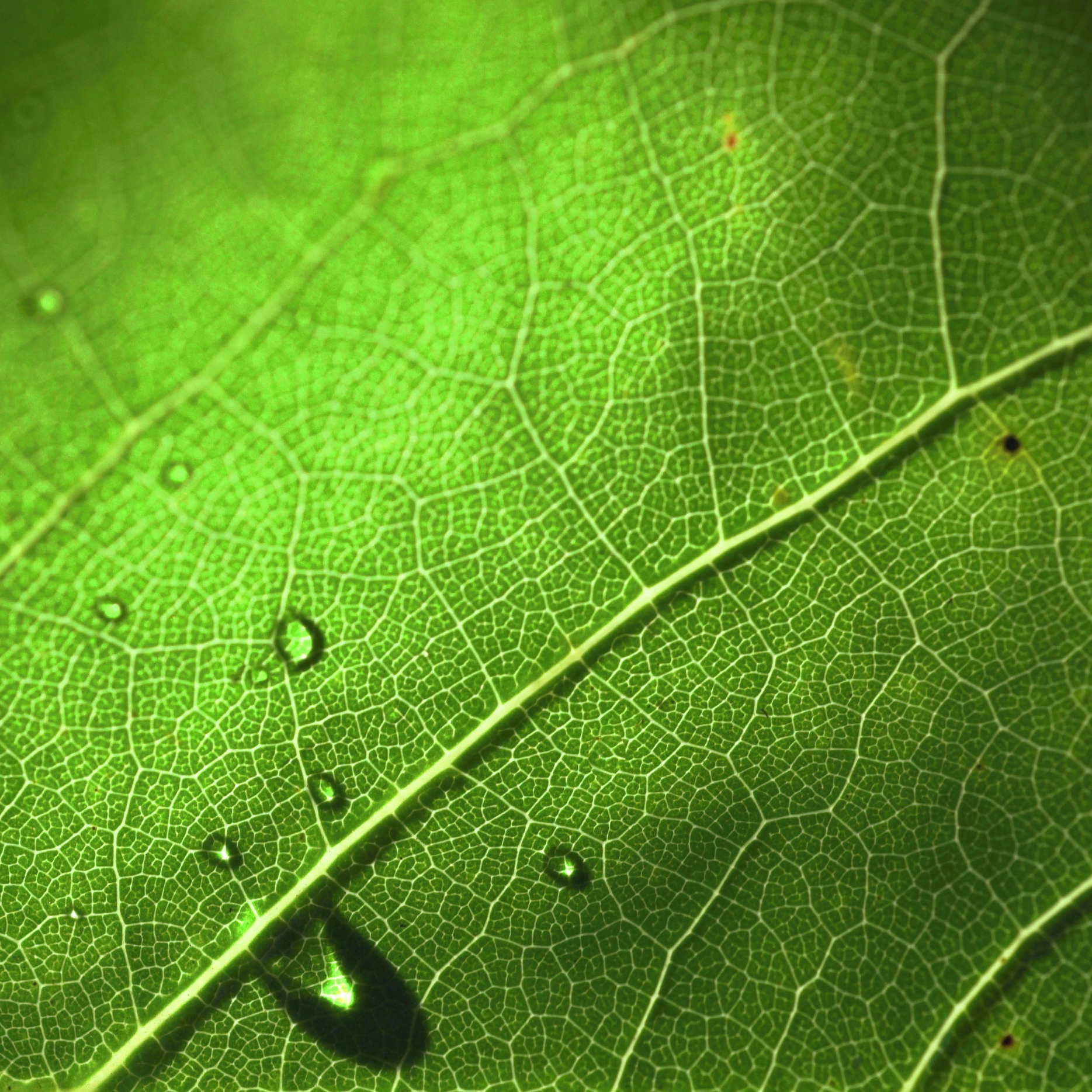 Groencertificaten: voor afnemers