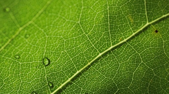 Groencertificaten: voor afnemers