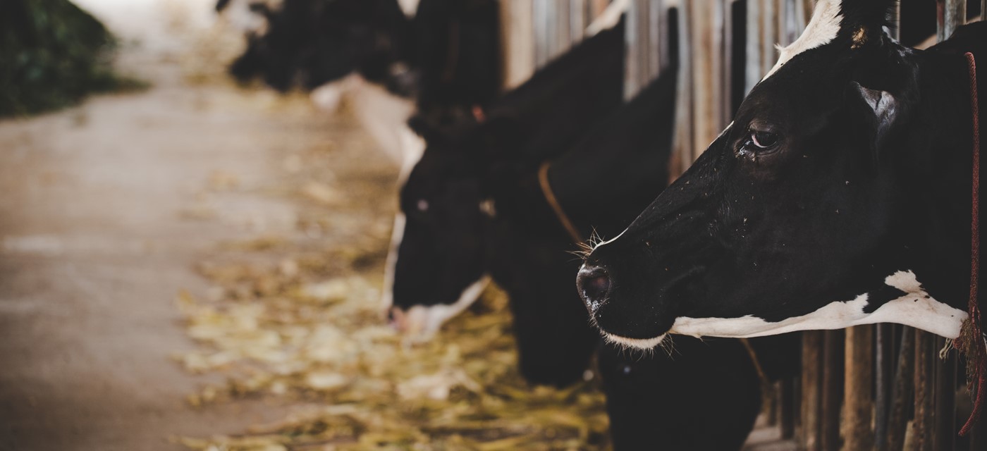 Vleesindustrie Scholt Energy